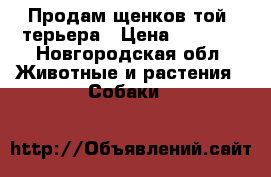 Продам щенков той- терьера › Цена ­ 9 000 - Новгородская обл. Животные и растения » Собаки   